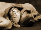 commechiensetchats