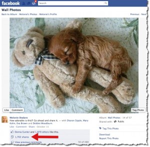peluche-chiot-Facebook-article