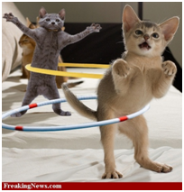 chat qui font du hula hop