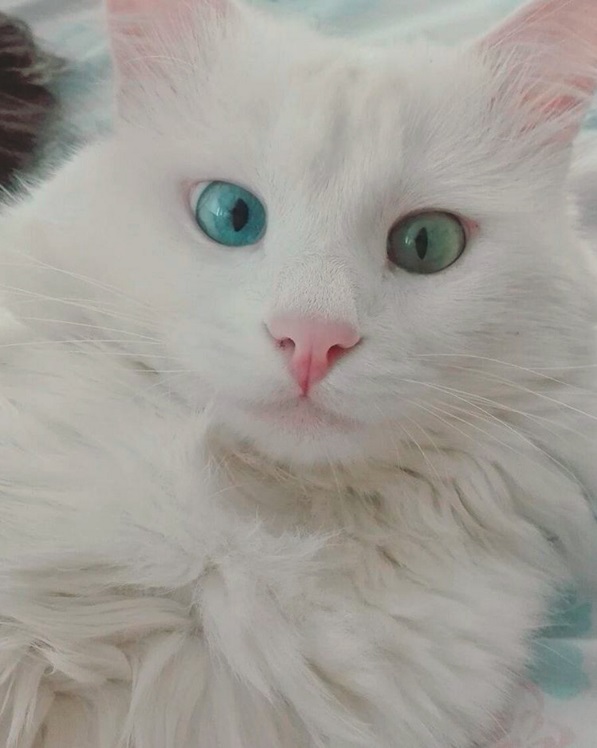 Ce chat blanc aux yeux vairons a vraiment un regard hypnotique et magnifique ! So Busy Girls