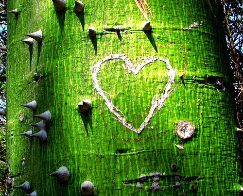 coeur-nature-saint-valentin-arbre-vert-ecorce-epine