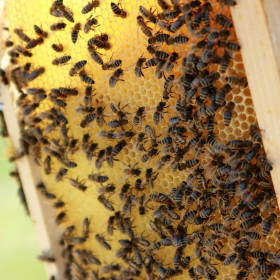 Les bienfaits de la crème pour pieds au miel de Manuka : réparateur et nourrissant