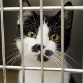 Abandon de chats en pleine chaleur filmé à Nîmes : la SPA publie la vidéo choc et appelle à la mobilisation