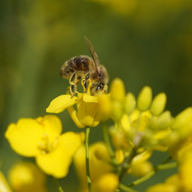 Les bienfaits du miel de Manuka pur : un trésor de la nature pour votre santé