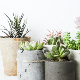 5 plantes à mettre dans votre maison pour purifier l'air intérieur