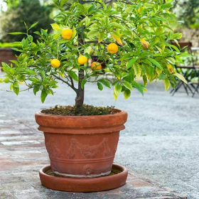 8 astuces pour faire pousser un citronnier ou un oranger