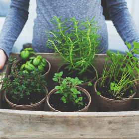 Voilà pourquoi vos plantes d'intérieur vous donnent une belle peau