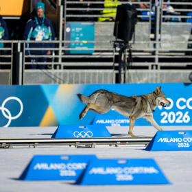 Vidéo JO 2026 : ce chien-loup s’invite sur la ligne d’arrivée d’une course de ski de fond et devient l’image la plus surprenante des JO d'hiver