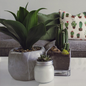 Comment avoir des plantes gratuites chez soi : 5 conseils malins