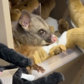 Il bouge à peine, et pourtant ce “doudou” dans un aéroport cache une surprise que personne n’avait vue venir