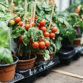 15 légumes faciles à faire pousser sur son balcon