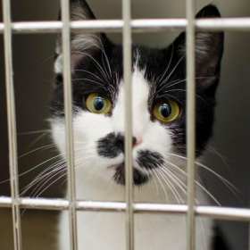 Pourquoi les abandons d’animaux ont bondi de 14 % cet été selon la SPA