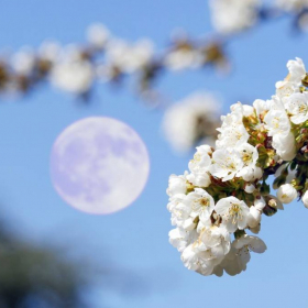 "Lune des fleurs, lune du lait" : ces noms étonnants donnés à la pleine lune du 1er mai