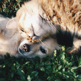 Les 3 races de chiens les plus affectueuses et faciles à vivre