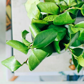 Mettre des plantes dans sa chambre : est-ce dangereux ?