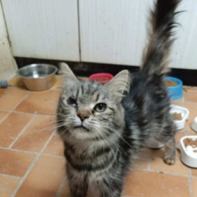 33 chats secourus d’un élevage clandestin dans des conditions déplorables dans les Hauts de Seine
