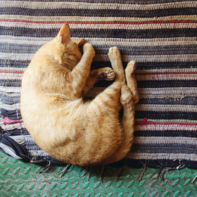 7 signes imparables que vous avez terriblement manqué à votre chat pendant votre absence