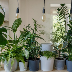 Voici la liste des plantes d'intérieur les plus résistantes : elles sont increvables !