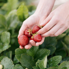 10 bonnes raisons de manger des fraises plus souvent