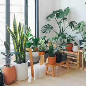 Garder ses plantes en vie pendant les vacances, c'est possible : voici 5 conseils pour y arriver