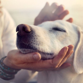 C'est prouvé : aimer les chiens, c'est génétique (et les détester aussi)