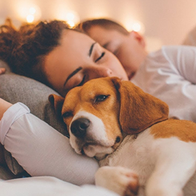 On dormirait beaucoup mieux avec son chien qu'avec sa moitié !