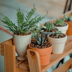 Voilà comment savoir si vos plantes ont besoin d'eau