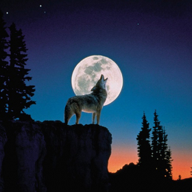 Découvrez vite quelle influence aura la Pleine Lune du Loup du 7 janvier