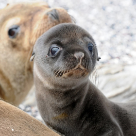 « Saison folle » : pourquoi les bébés otaries débarquent désormais dans des lieux totalement inattendus