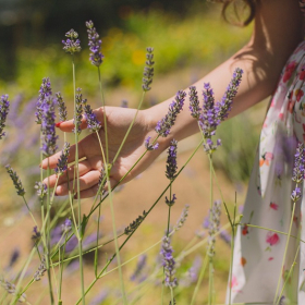 14 plantes qui résistent très bien à la chaleur