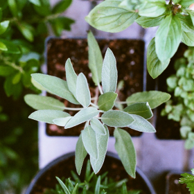 Il suffit de mettre cette plante sur votre balcon pour profiter d'un été sans moustiques