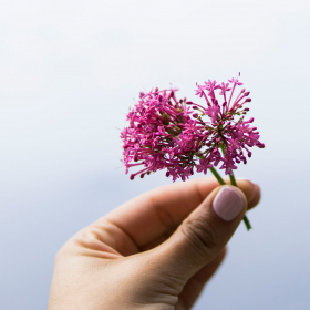 Cette plante miracle permet de passer des nuits paisibles grâce à ses vertus sédatives