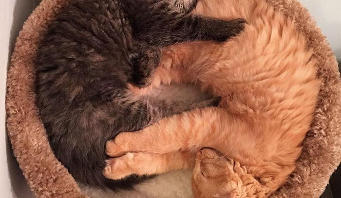 Ces chats sont inséparables : ils continuent à vouloir dormir ensemble même s'ils sont devenus bien trop grand pour leur lit | #4