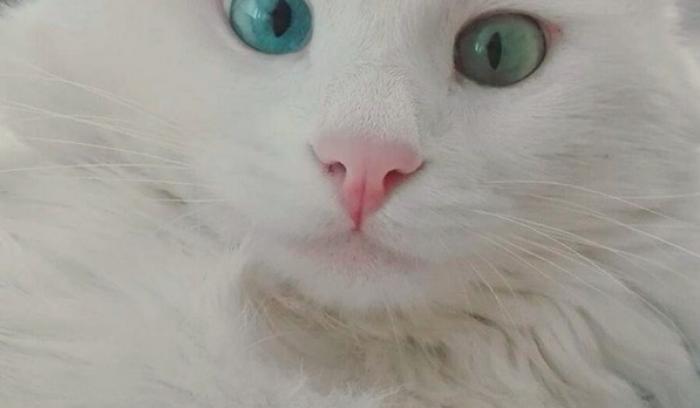 Ce chat blanc aux yeux vairons a vraiment un regard hypnotique et magnifique ! | #6