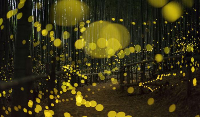 Ces photos de lucioles qui illuminent le paysage à la nuit tombée sont tellement magnifiques qu'elles vont vous sembler surréalistes | #5