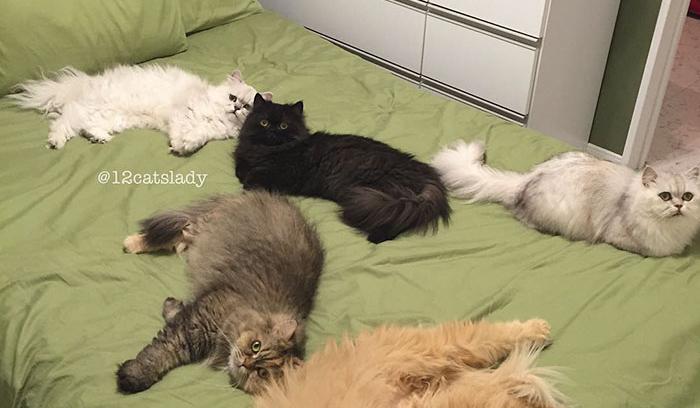 Cette femme aux 12 chats a conquis Instagram avec ses magnifiques chats persans | #4