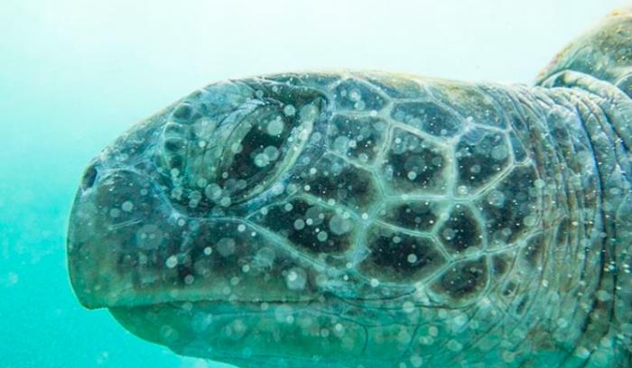 La photo incroyablement rare du poisson coincé à l'intérieur d'une méduse | #10