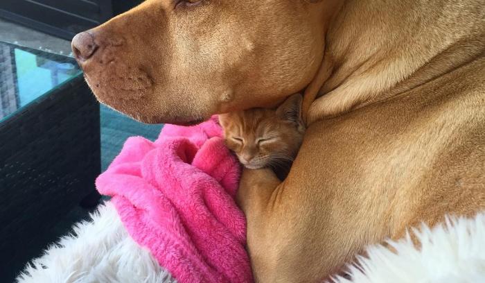 Cette chienne se prend pour la maman du chaton, et ces 2 là sont devenus inséparables ! | #6