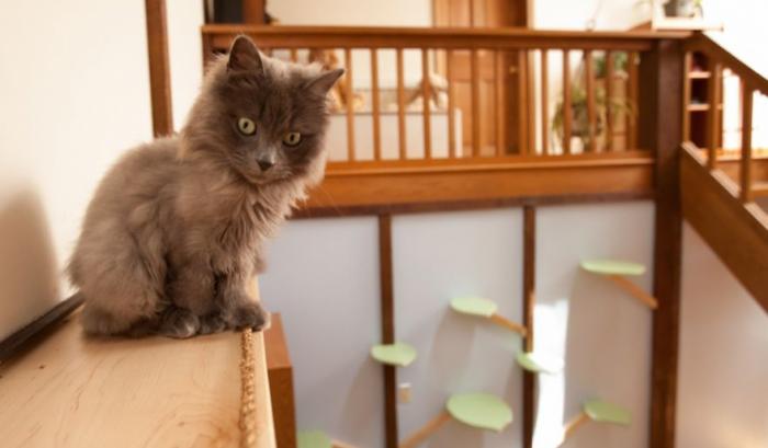 Il transforme une maison pour faire le bonheur de 7 chats | #6