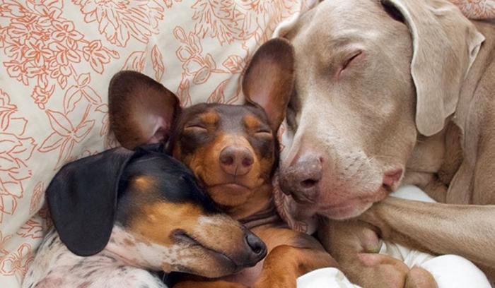 Ces 2 chiens et ce petit chiot endormis tous les 3 sont tellement adorables que vous allez craquer !