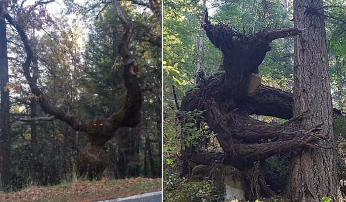 Ces arbres ressemblent à autre chose et méritent que vous y regardiez à deux fois