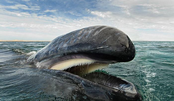 Ce photographe a passé 25 ans à montrer la beauté majestueuse des dauphins et des baleines | #2