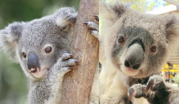 Impossible de ne pas fondre devant cette vidéo de koala serein qui reçoit des câlins !