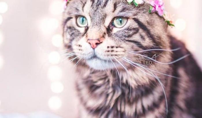 Cette femme prend des photos sublimes de ses chats qui portent des couronnes de fleurs – c'est vraiment trop chou ! | #6