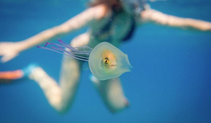 La photo incroyablement rare du poisson coincé à l'intérieur d'une méduse