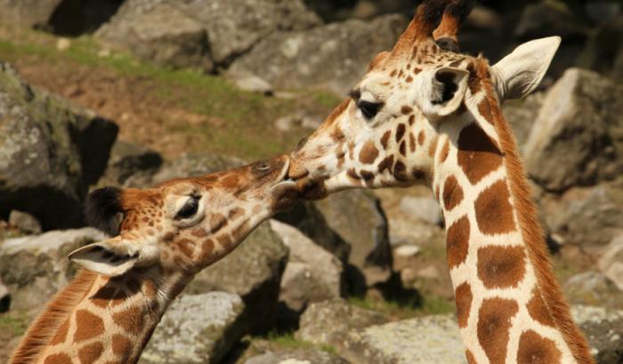 Ces adorables animaux se font des bisous, et ça nous donne envie de faire pareil | #26