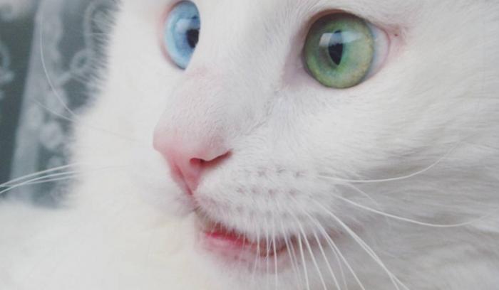Ce chat blanc aux yeux vairons a vraiment un regard hypnotique et magnifique ! | #2