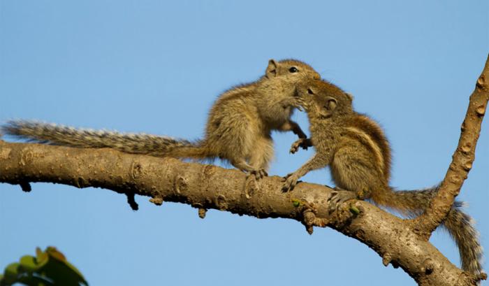 Ces adorables animaux se font des bisous, et ça nous donne envie de faire pareil | #30