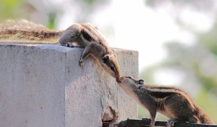 Ces adorables animaux se font des bisous, et ça nous donne envie de faire pareil | #19