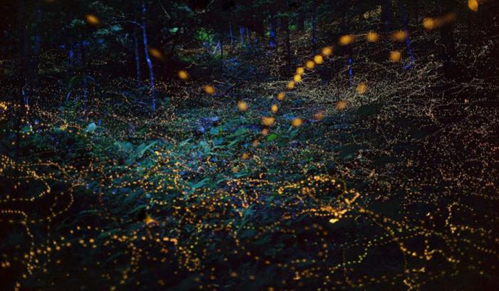 Ces photos de lucioles qui illuminent le paysage à la nuit tombée sont tellement magnifiques qu'elles vont vous sembler surréalistes | #3